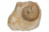 Jurassic Ammonite Fossil - Sengenthal, Germany #211147-1